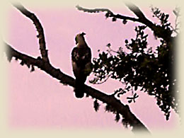 Eagle at sunset