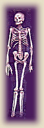 Mawaragala - Skelett